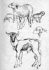 Sketch 8: lambs and goat