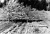 View of trees and rows of plants in Twidle garden, Granite Bay. 