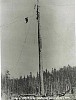 Elk Bay, logging high rigger standing on top of spar tree.