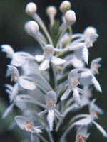 photo of
White Fringed Orchid
