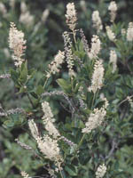 photo of
Sweet Pepperbush
