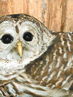 photo of
Barred Owl
