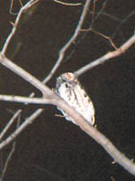 photo of
Eastern Screech-owl
