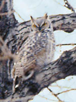 photo of
Great Horned Owl
