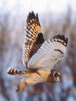 photo of
Short-eared Owl
