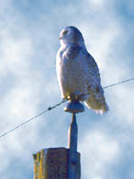 photo of
Snowy Owl
