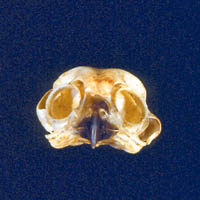 picture of skull
