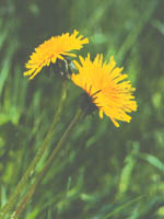 photo of 
Dandelion
