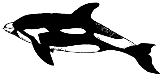 drawing ofWhite-beaked Dolphins
