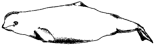 drawing ofBeluga Whales
