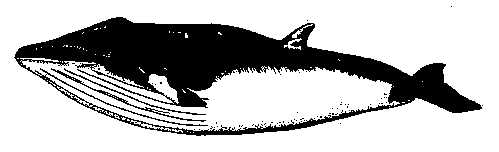 drawing ofMinke Whales
