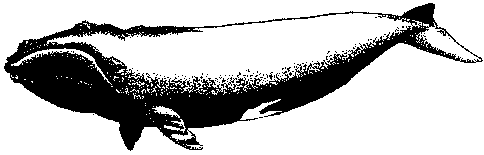 drawing ofNorthern (Atlantic) Right Whales
