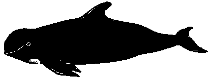 drawing ofLong-Finned Pilot Whales
