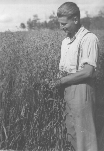 Field of oats