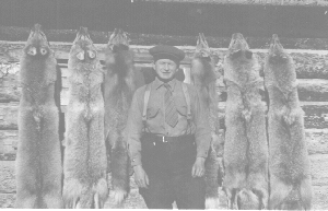 Coyote pelts