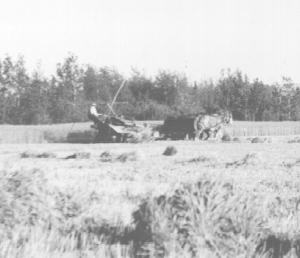 Horse-drawn hay binder