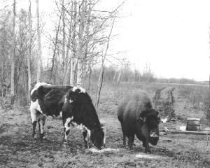 Buffalo and Cow