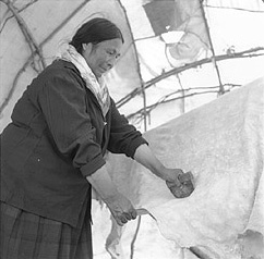 picture of Mrs. Sarah Abel scraping moosehide in her smoke tent to prepare it for making clothing and other useful things