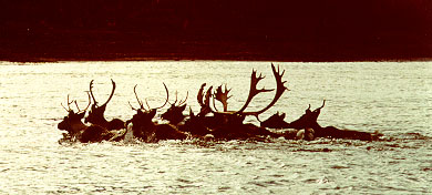 picture of caribou swimming in the Porcupine River