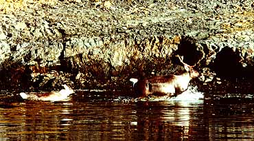 picture of caribou on the riverbank