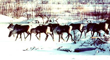 picture of herd of caribou in the winter