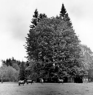 Big Fir Field