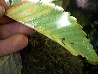 invertebrate on leaf