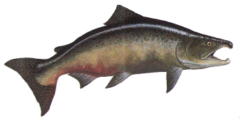 spawning
salmon