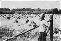 J.D. Edwards beside grain field, Amber Valley, Alberta
