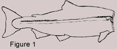 Figure 1 : Fileted salmon