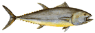 Bluefin Tuna - Thunnus Thynnus