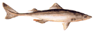 Spiny Dogfish - Squalus Acanthias