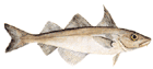 Haddock - Melanogrammus Aeglefinus