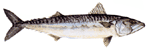 Atlantic Mackerel - Scomber Scombrus