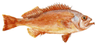 Redfish-Ocean Perch - Sebastes Marinus
