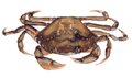 Crab Commun - Cancer Irroratus
