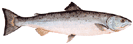 Atlantic Salmon - Salmo Salar