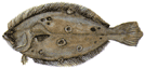 Cardeau d'Été - Paralichthys Dentatus