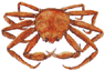 Snow Crab - Chionoecetes Opilio