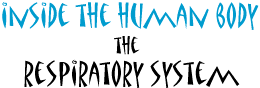 Inside the Human Body - The Respiratory System