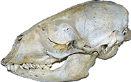 Seal skull