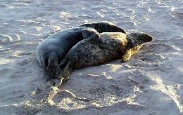 Seals breeding