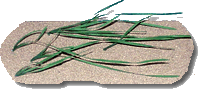 Eel grass