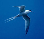 Roseate tern