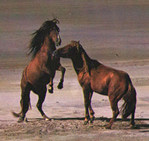 Combat de chevaux
