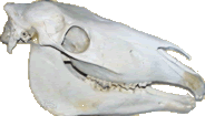 Old horse skull