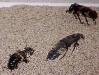 Carrion beetles