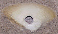 Surf clam with hole