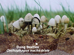 Dung beetles