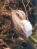 Female and eggs